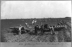 Harvesting potatoes in Fort Bend County, Tx