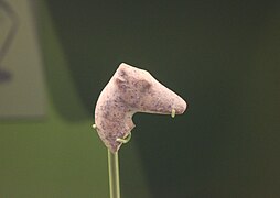 Tête de gazelle taillée dans du calcaire ; sans doute à l'origine une partie d'une figurine. Ashmolean Museum.