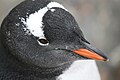 Papuasinio pingvino išskirtinis požymis – besidriekianti per pakaušį balta juosta