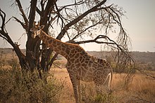 Giraffe at Welgevonden Game Reserve, South Africa