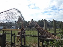 Cheetah roller coaster and giraffes at Wild Adventures Giraffes at Wild Adventures.JPG