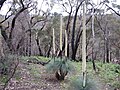 Xanthorrhoea australis