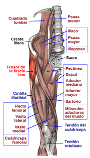 Miniatura para Músculo tensor de la fascia lata