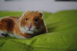 Hamster Golden.jpg