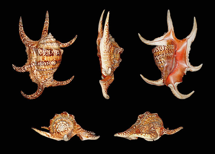 Раковина брюхоногого моллюска Лямбис подагрический (Lambis chiragra)