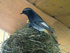 Eiropas pasugas P.o. gibraltariensis tēviņš