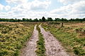 Lüneburger Heide bei Schneverdingen