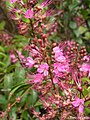 Inflorescence d’Hirtella racemosa.