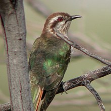 Horsfield's Bronze-Cuckoo Newhaven.jpg