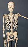 Човешки скелет.jpg