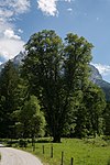 Winterlinde (Tilia cordata)