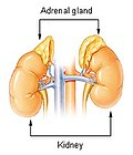 Miniatura para Deficiencia de adrenocorticotropina