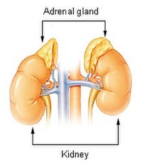 Adrenal gland in relation to the kidney