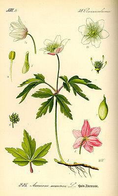 Anemone nemorosa