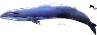 Image-Blue Whale and Hector Dolphine Colored.jpg