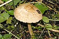 Inocybe bongardii