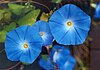 Ipomoea tricolor, "Heavenly Blue"