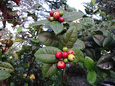 Ripe Ixora seeds (red ones)