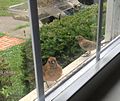 Juvenile male northern cardinal (left) at feeder with female house finch