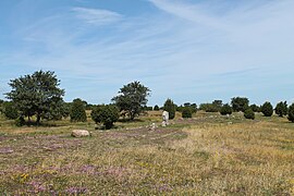 L'alvar de Karum sur l'île d'Öland (Suède).