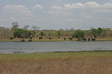 Bwawa la Lifupa, Hifadhi ya Taifa ya Kasungu, Malawi