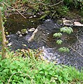 The weir on the Stevenston Burn in the Kerelaw Glen