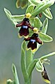 Ophrys aymoninii (Causse du Larzac)