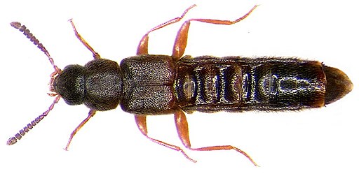 Leptusa pulchella (Mannerheim, 1830) (3607692151)