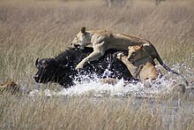 Lions attacking an African buffalo in Botswana; it is argued that wildlife documentaries commonly focus on encounters between individuals, such as these, who are considered to be charismatic, while the suffering of other animals is underrepresented. Lions hunting Africa.jpg