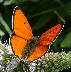 Lielais skābeņu zeltainītis (Lycaena dispar)