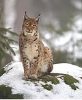 Miniatuur voor Euraziatische lynx