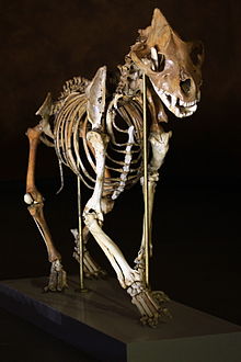 Cave hyaena skeleton, head-on slightly angled view, in a walking position