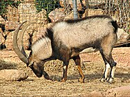 Male Cretan ibex