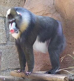 [Imagen: 250px-Mandrill_at_Las_Aguilas_Jungle_Park.JPG]