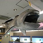 Megamouth Megamouth shark Megachasma pelagios.jpg