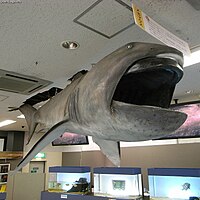 Мегамотная акула Megachasma pelagios.jpg