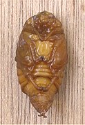 번데기 (beondegi, “pupa”)