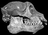 Mesopropithecus globiceps skull.