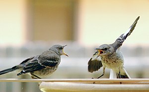 English: Northern Mockingbird juveniles at a b...
