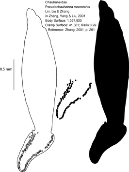 Pseudochauhanea macrorchis