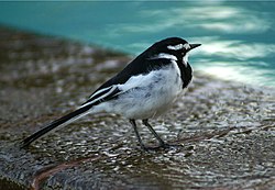 An African Pied Wagtail in کیلیفی, کینیا