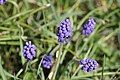 (15) Muscari