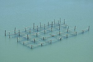 English: Mussel farm in ashtamudi lake