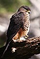 Falco novaeseelandiae