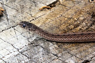 Best Small Snake Pet Suprise The Brown Snake That Reptile Blog