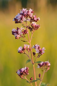 Paprastasis raudonėlis (Origanum vulgare)