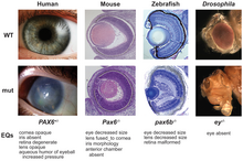 pax6 alterations result in similar changes to eye morphology and function across a wide range of taxa. PAX6 Phenotypes Washington etal PLoSBiol e1000247.png