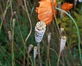 Miniatura para Papaver rupifragum