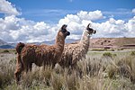 Vignette pour Blanc lama