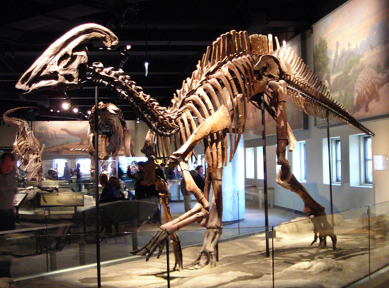 Ficheiro:Parasaurolophus cyrtocristatus.jpg